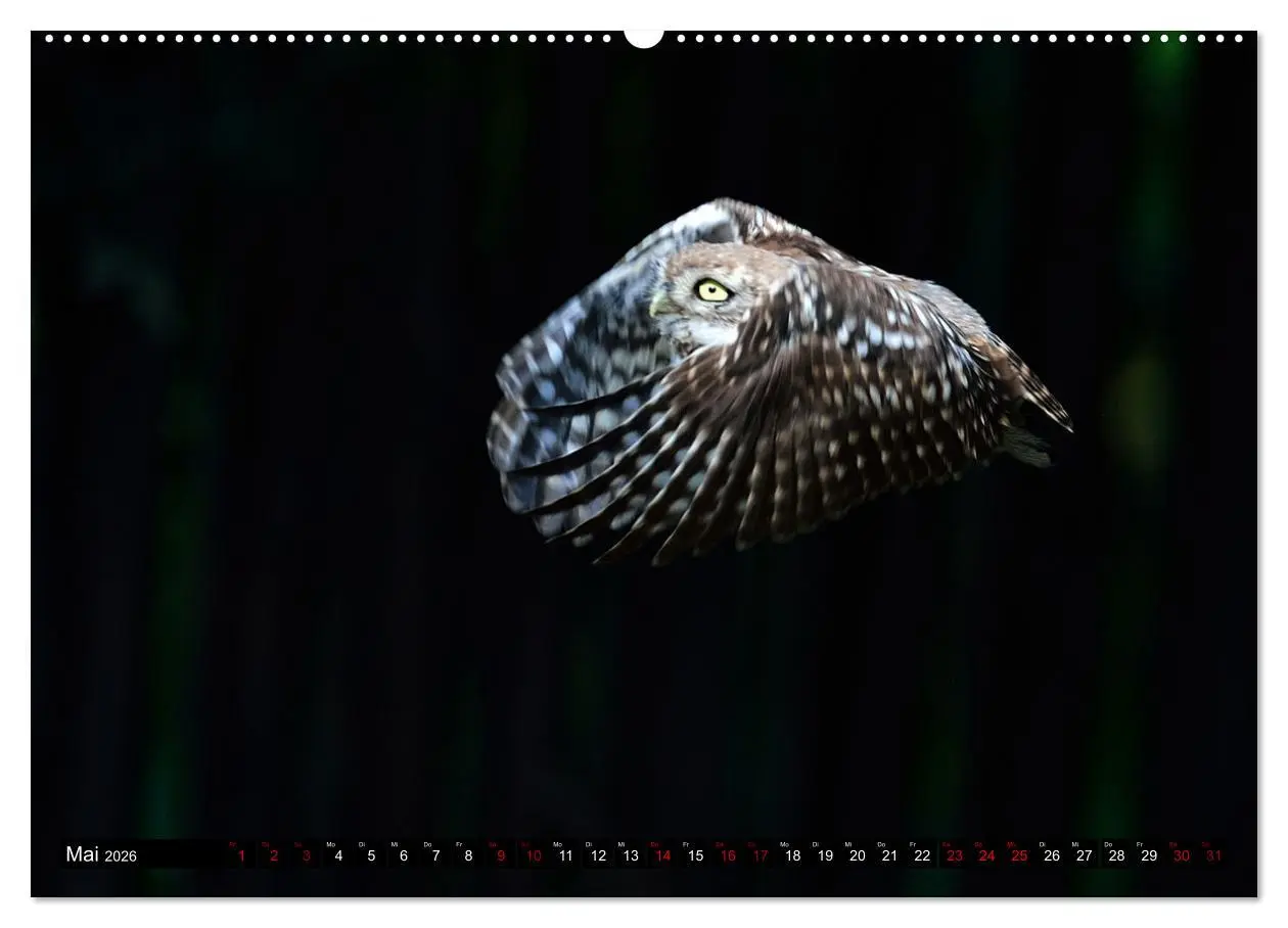 Bild: 9783457612231 | Faszination Steinkauz (Wandkalender 2026 DIN A2 quer), CALVENDO...
