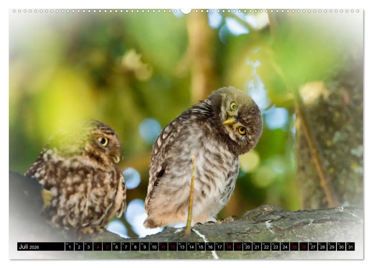 Bild: 9783457612231 | Faszination Steinkauz (Wandkalender 2026 DIN A2 quer), CALVENDO...