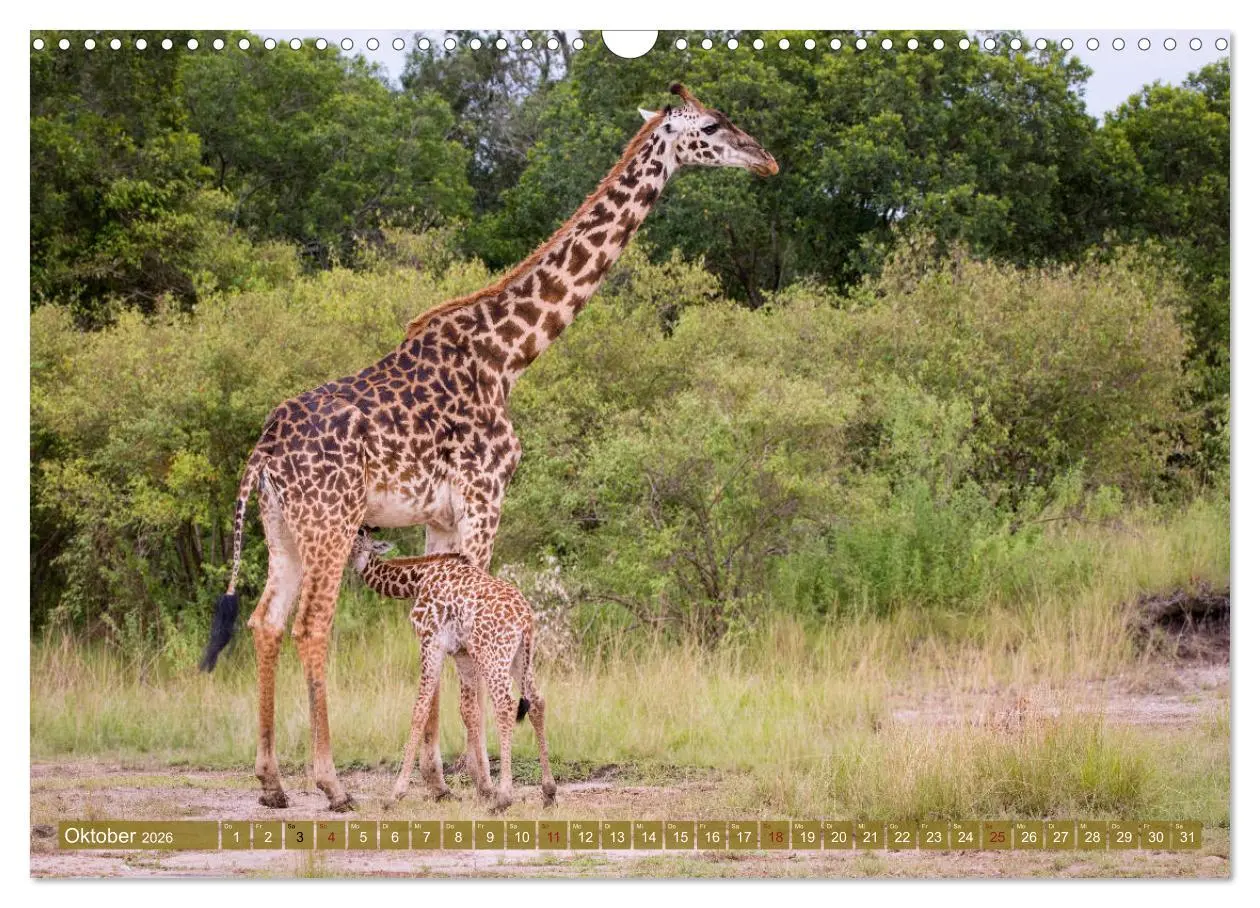 Bild: 9783457832431 | Wildes Kenia (Wandkalender 2026 DIN A3 quer), CALVENDO Monatskalender
