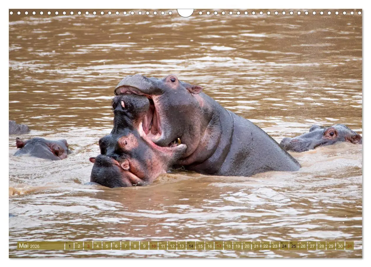 Bild: 9783457832431 | Wildes Kenia (Wandkalender 2026 DIN A3 quer), CALVENDO Monatskalender