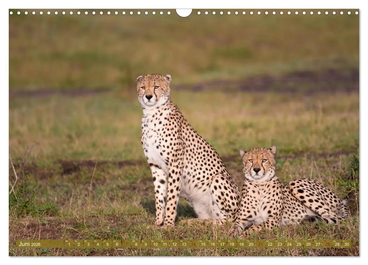 Bild: 9783457832431 | Wildes Kenia (Wandkalender 2026 DIN A3 quer), CALVENDO Monatskalender
