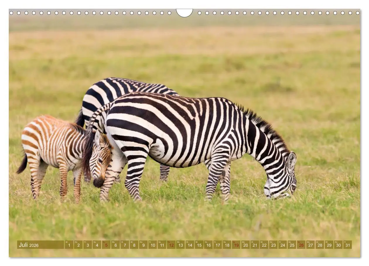 Bild: 9783457832431 | Wildes Kenia (Wandkalender 2026 DIN A3 quer), CALVENDO Monatskalender