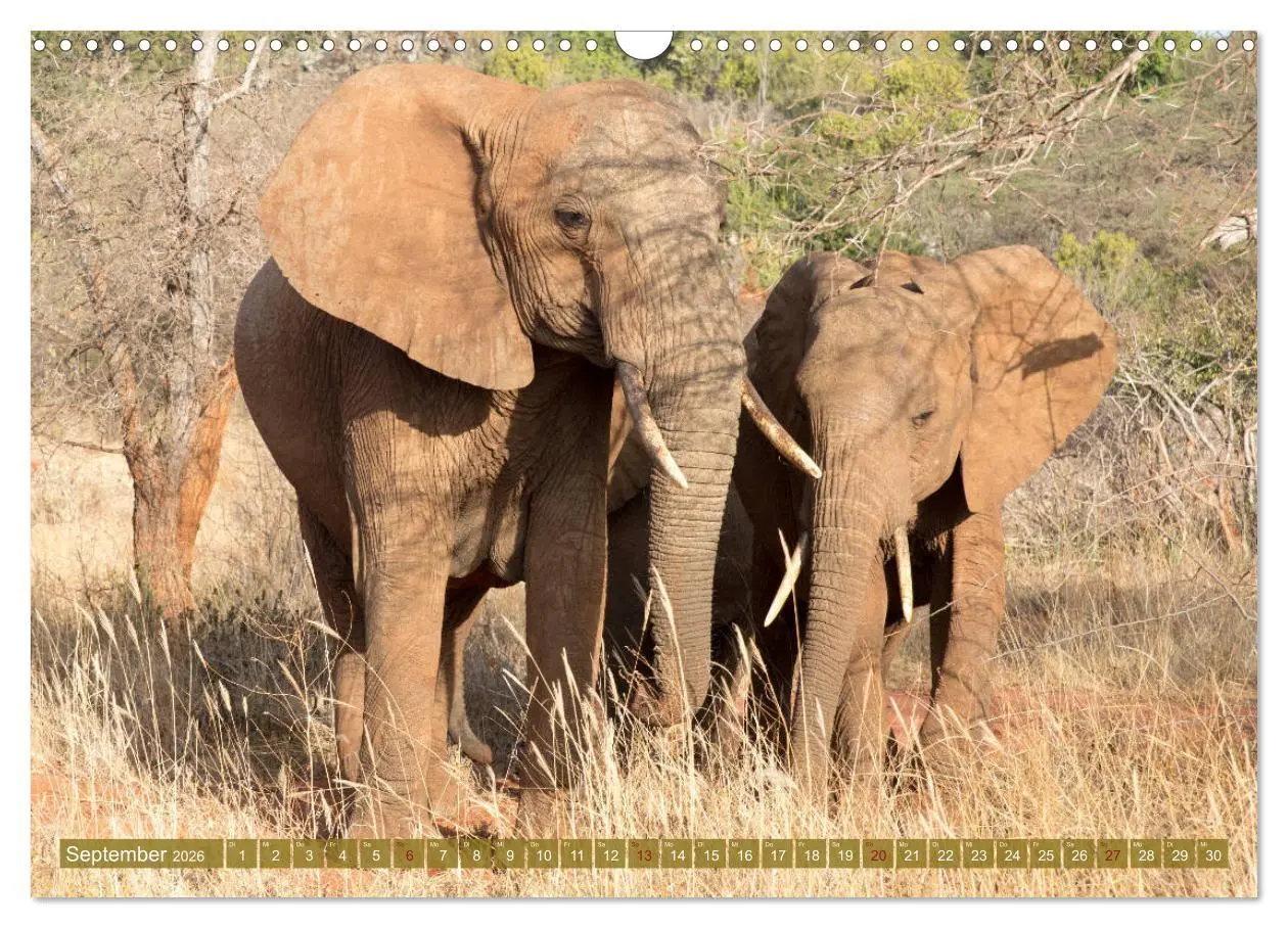 Bild: 9783457832431 | Wildes Kenia (Wandkalender 2026 DIN A3 quer), CALVENDO Monatskalender