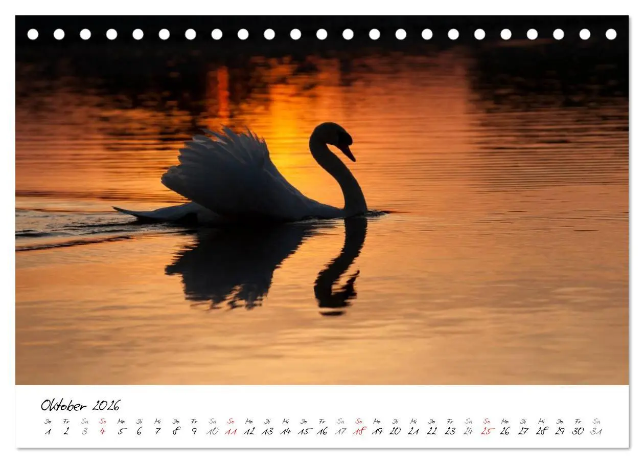 Bild: 9783516092431 | Ein Jahr mit den Schwänen (Tischkalender 2026 DIN A5 quer),...