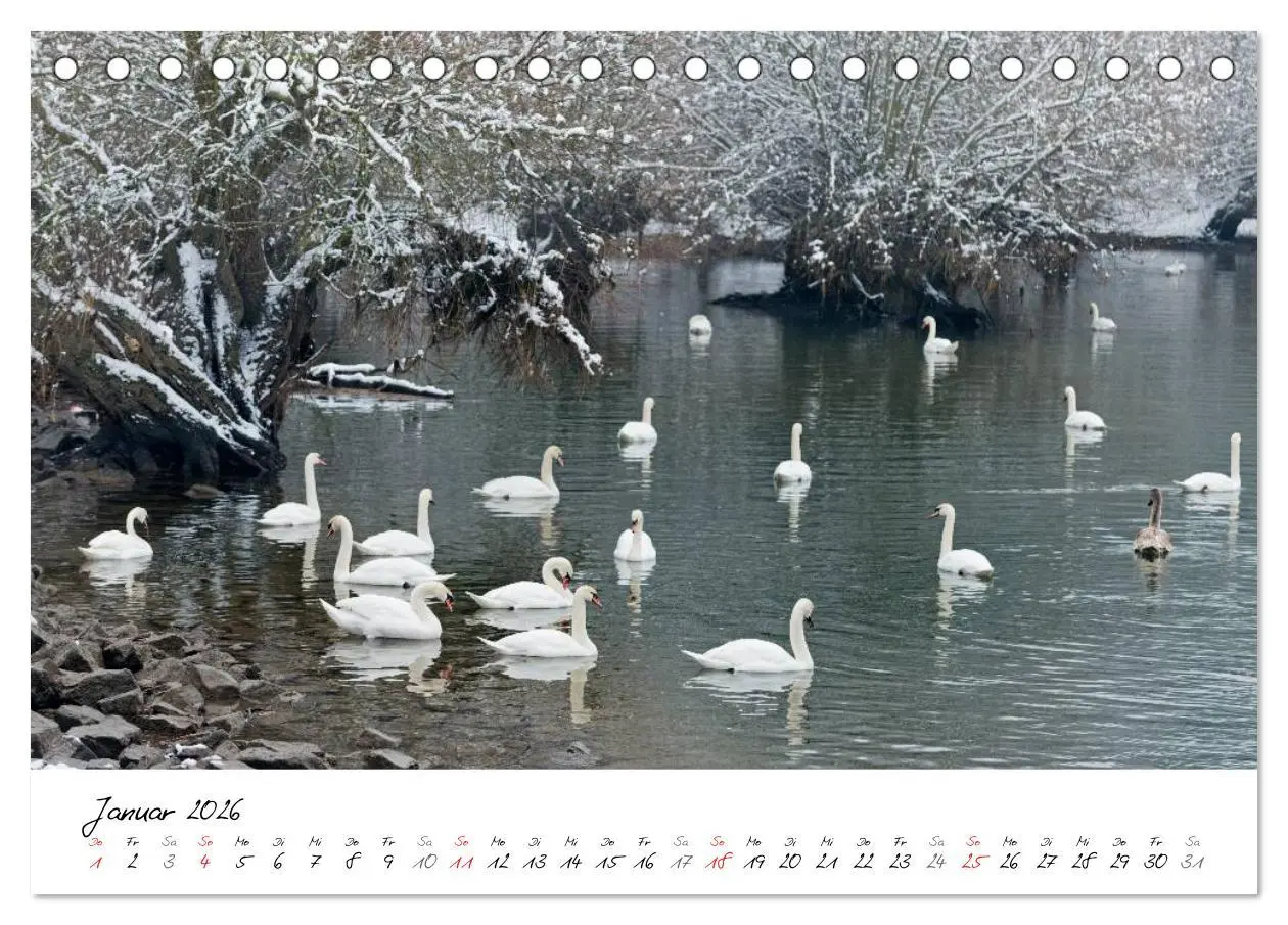 Bild: 9783516092431 | Ein Jahr mit den Schwänen (Tischkalender 2026 DIN A5 quer),...