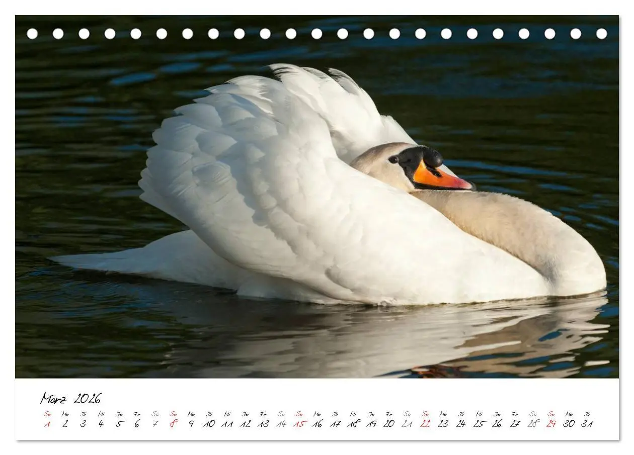 Bild: 9783516092431 | Ein Jahr mit den Schwänen (Tischkalender 2026 DIN A5 quer),...