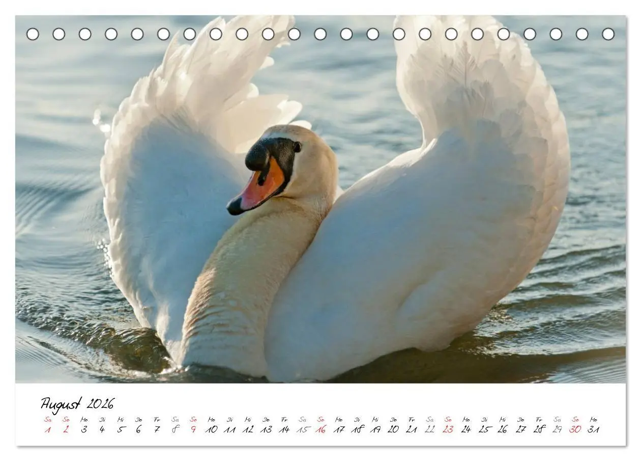 Bild: 9783516092431 | Ein Jahr mit den Schwänen (Tischkalender 2026 DIN A5 quer),...