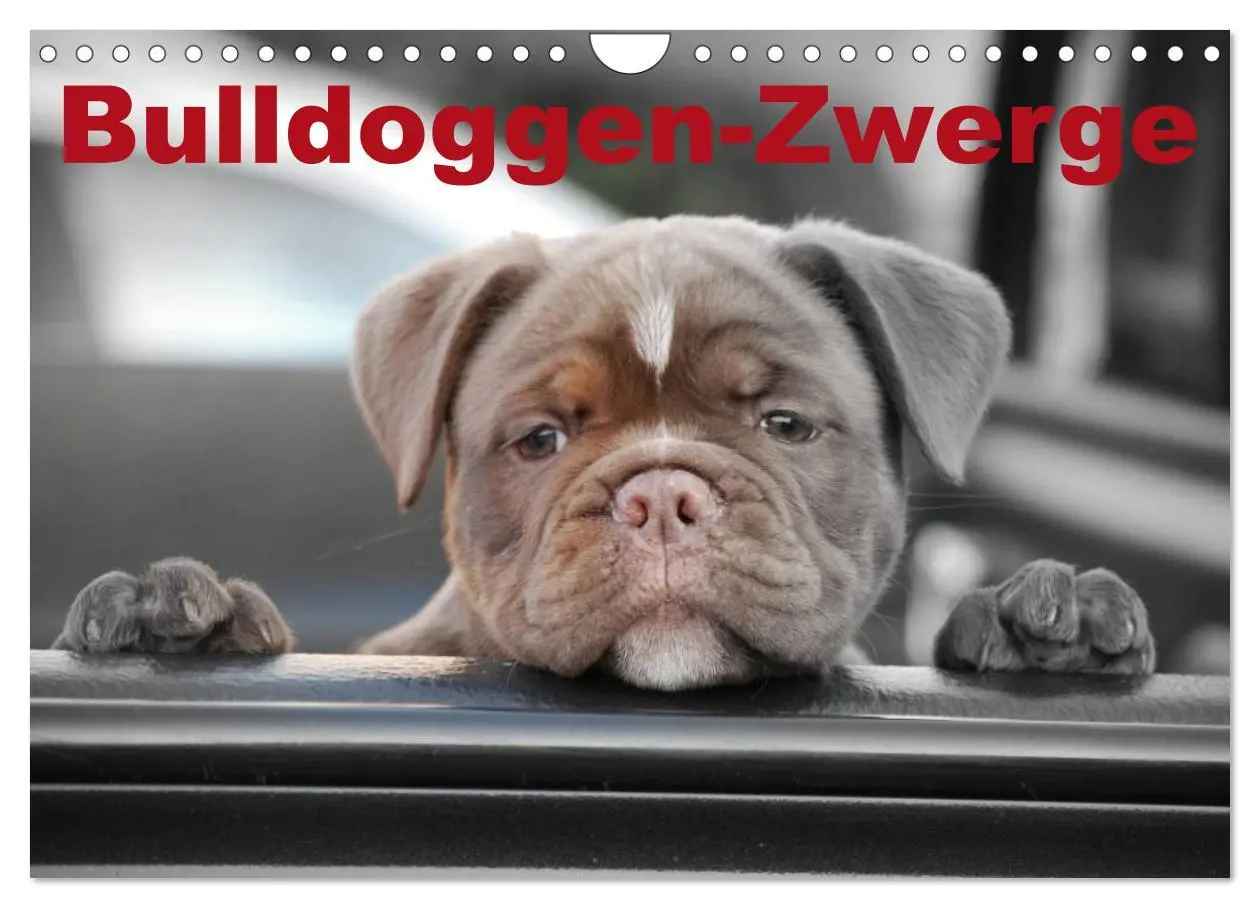 Cover: 9783516162431 | Bulldoggen-Zwerge (Wandkalender 2026 DIN A4 quer), CALVENDO...