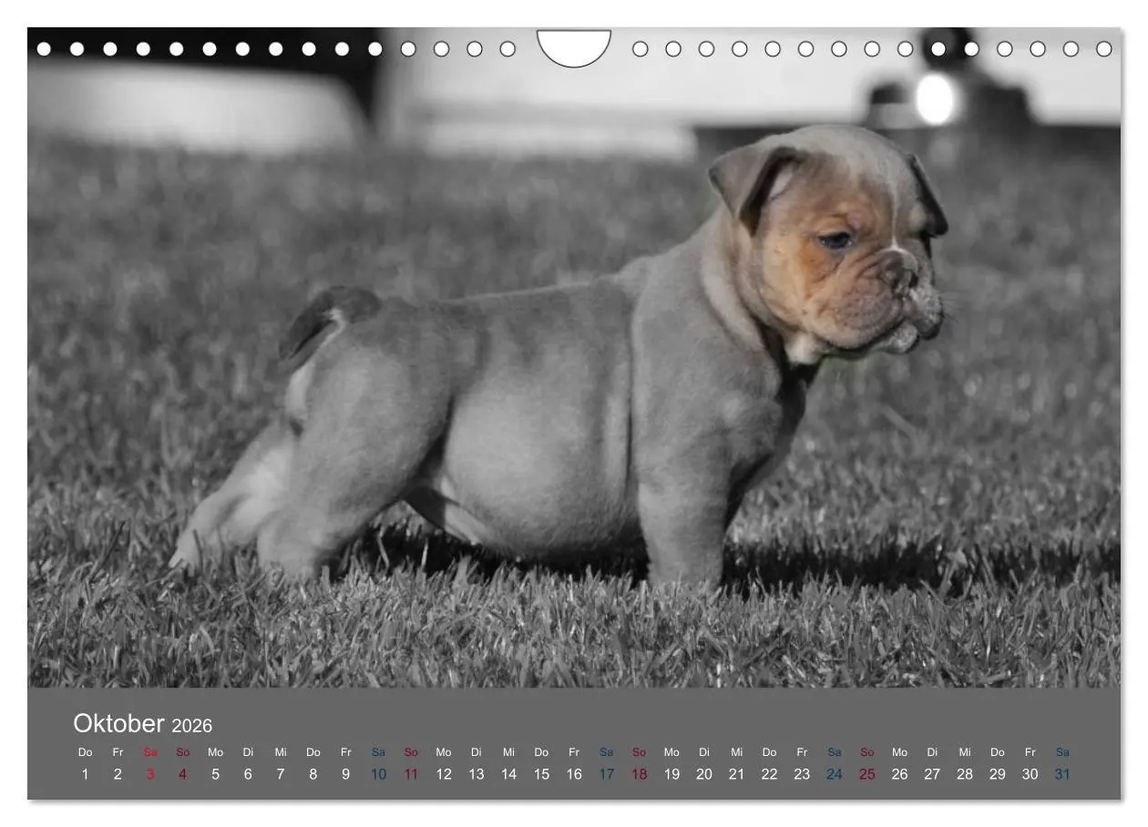Bild: 9783516162431 | Bulldoggen-Zwerge (Wandkalender 2026 DIN A4 quer), CALVENDO...