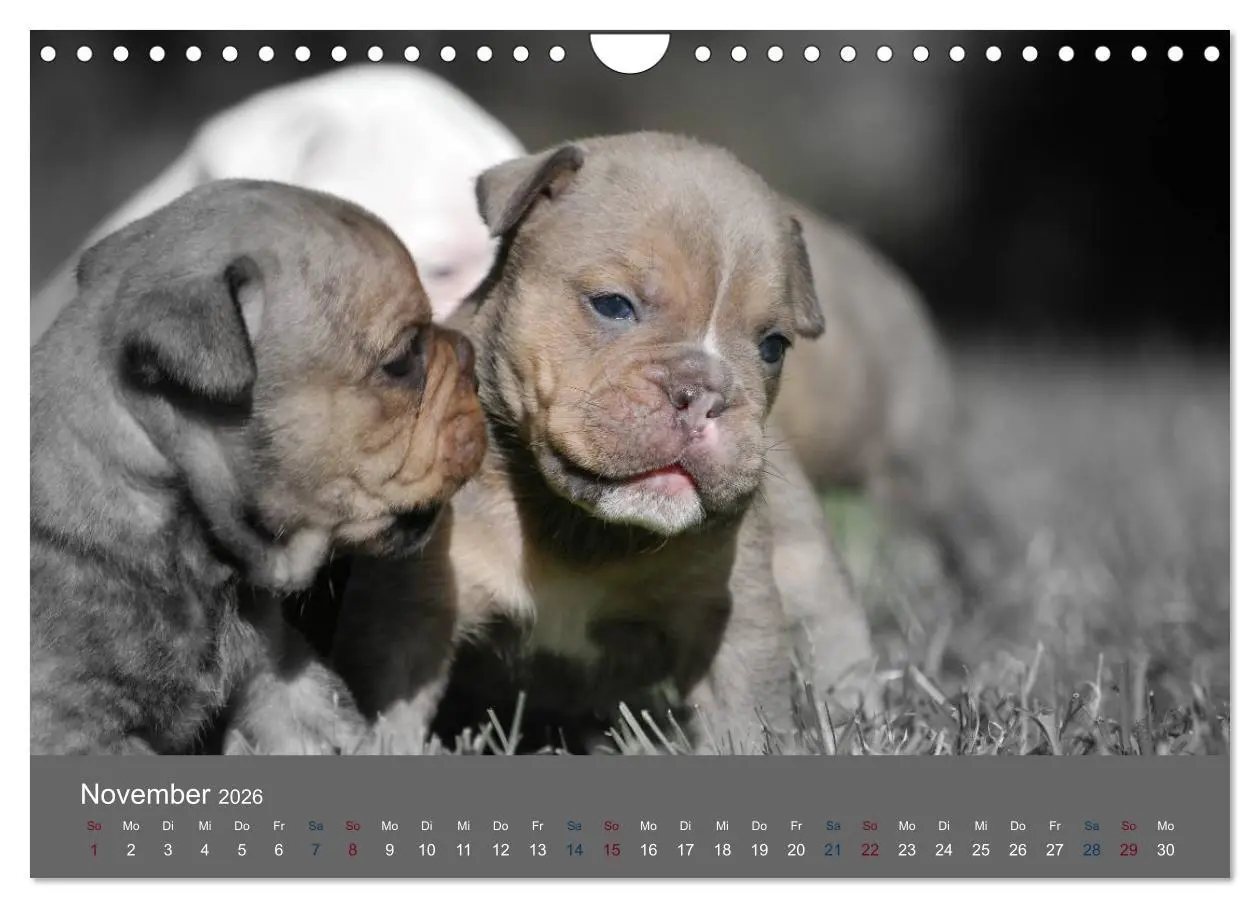 Bild: 9783516162431 | Bulldoggen-Zwerge (Wandkalender 2026 DIN A4 quer), CALVENDO...