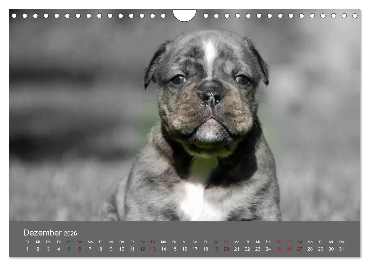 Bild: 9783516162431 | Bulldoggen-Zwerge (Wandkalender 2026 DIN A4 quer), CALVENDO...