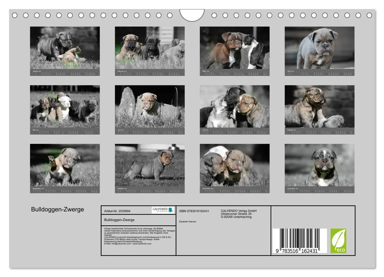 Bild: 9783516162431 | Bulldoggen-Zwerge (Wandkalender 2026 DIN A4 quer), CALVENDO...