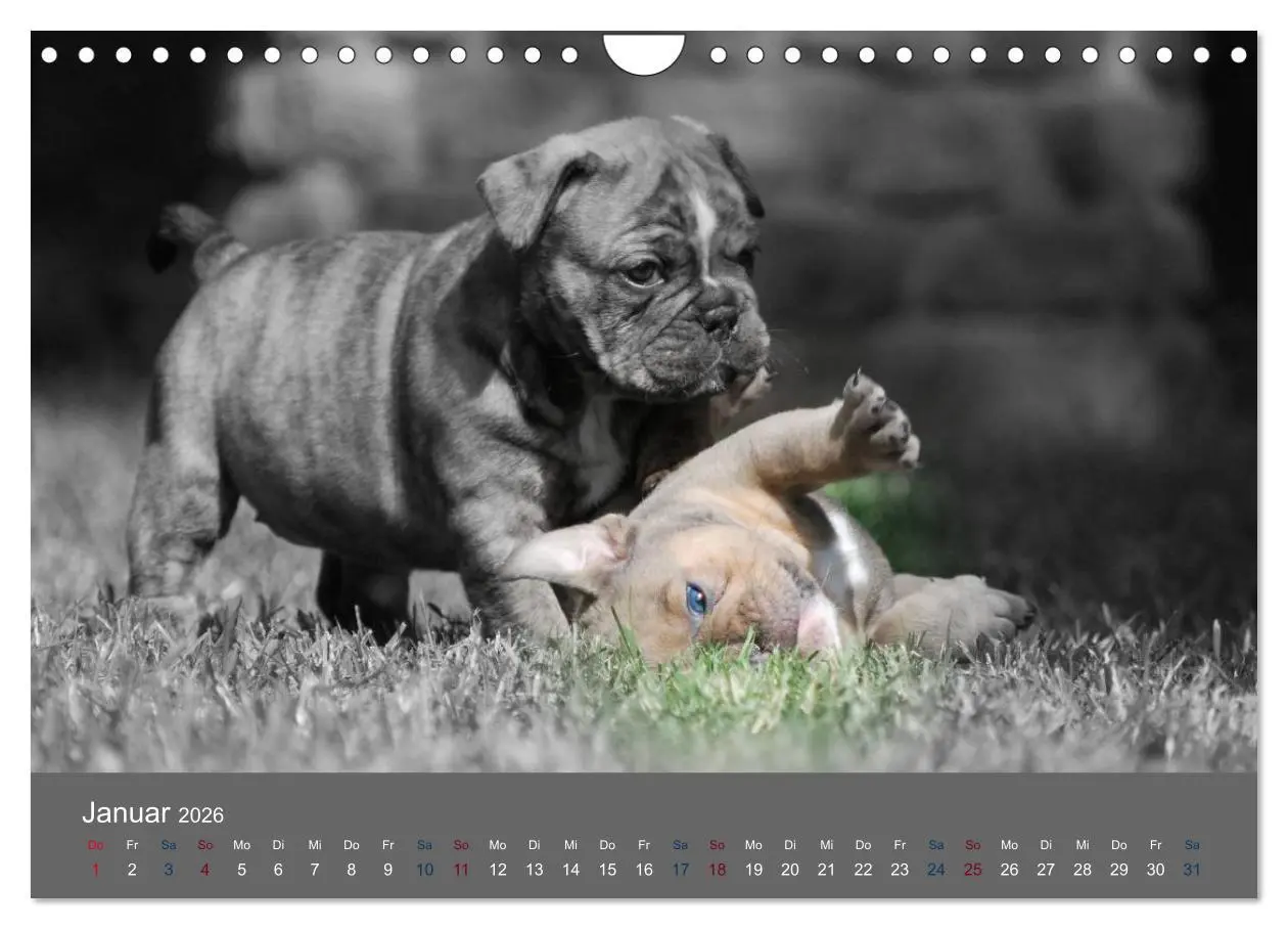Bild: 9783516162431 | Bulldoggen-Zwerge (Wandkalender 2026 DIN A4 quer), CALVENDO...