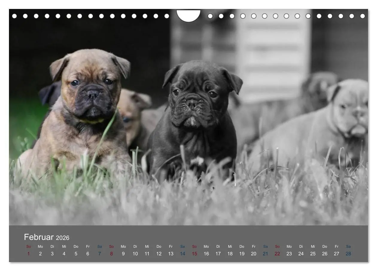 Bild: 9783516162431 | Bulldoggen-Zwerge (Wandkalender 2026 DIN A4 quer), CALVENDO...