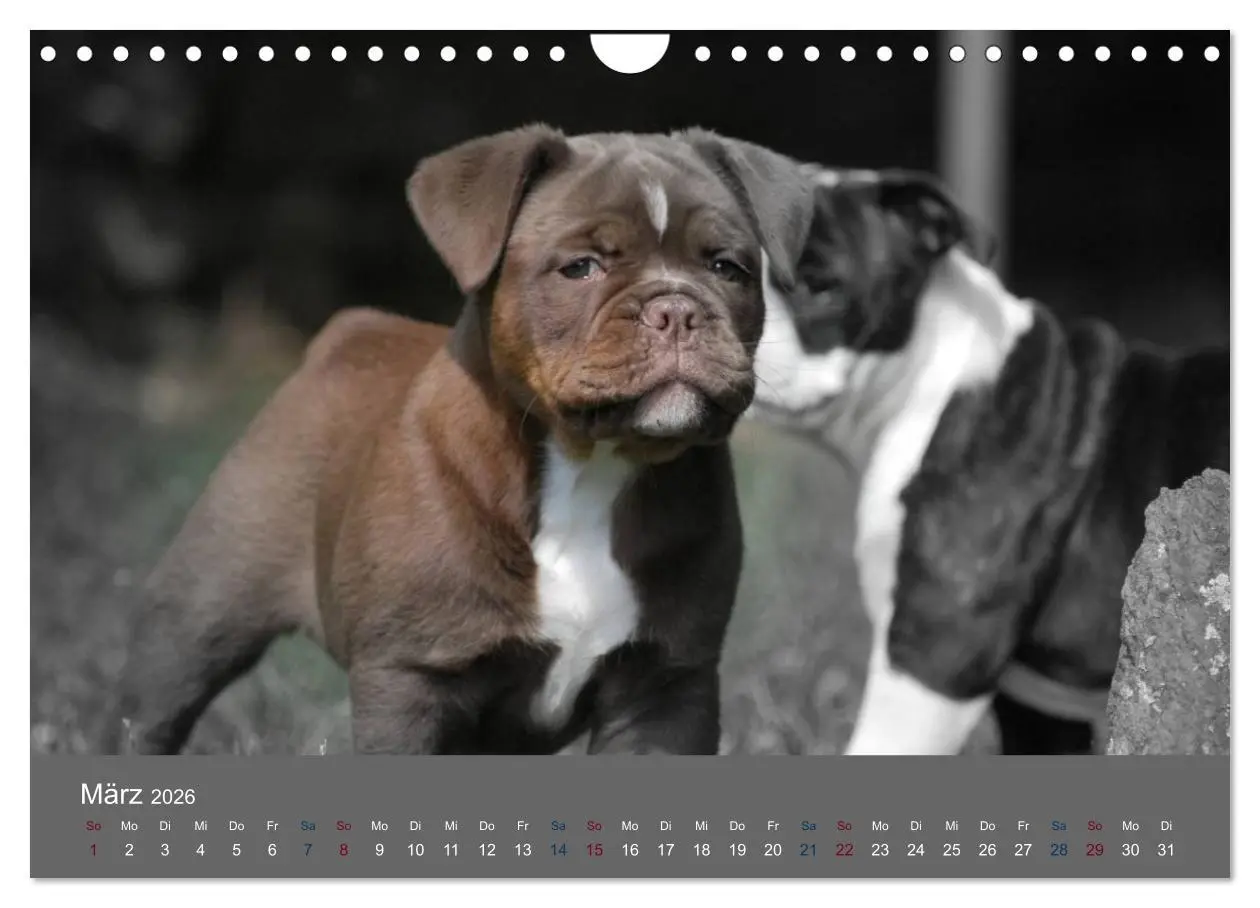 Bild: 9783516162431 | Bulldoggen-Zwerge (Wandkalender 2026 DIN A4 quer), CALVENDO...