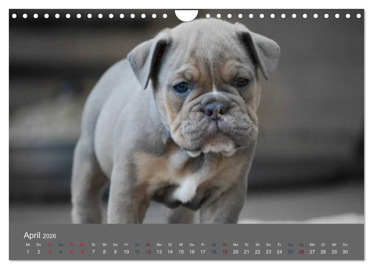 Bild: 9783516162431 | Bulldoggen-Zwerge (Wandkalender 2026 DIN A4 quer), CALVENDO...