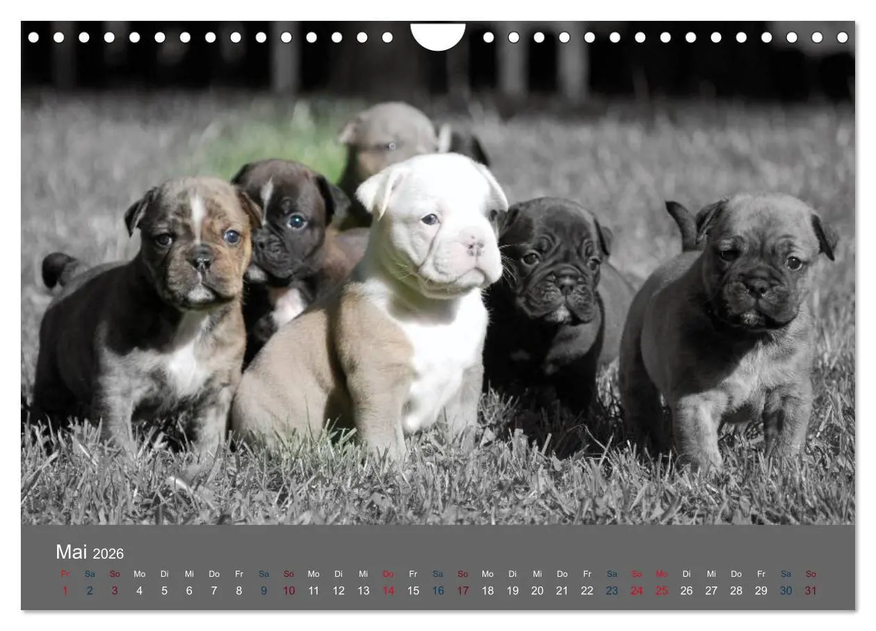 Bild: 9783516162431 | Bulldoggen-Zwerge (Wandkalender 2026 DIN A4 quer), CALVENDO...
