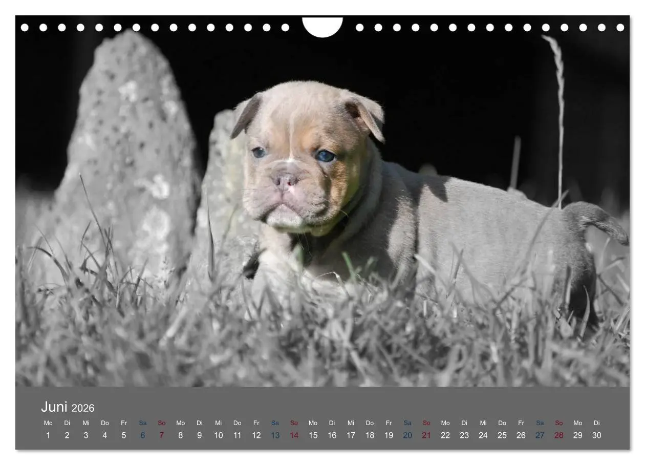 Bild: 9783516162431 | Bulldoggen-Zwerge (Wandkalender 2026 DIN A4 quer), CALVENDO...