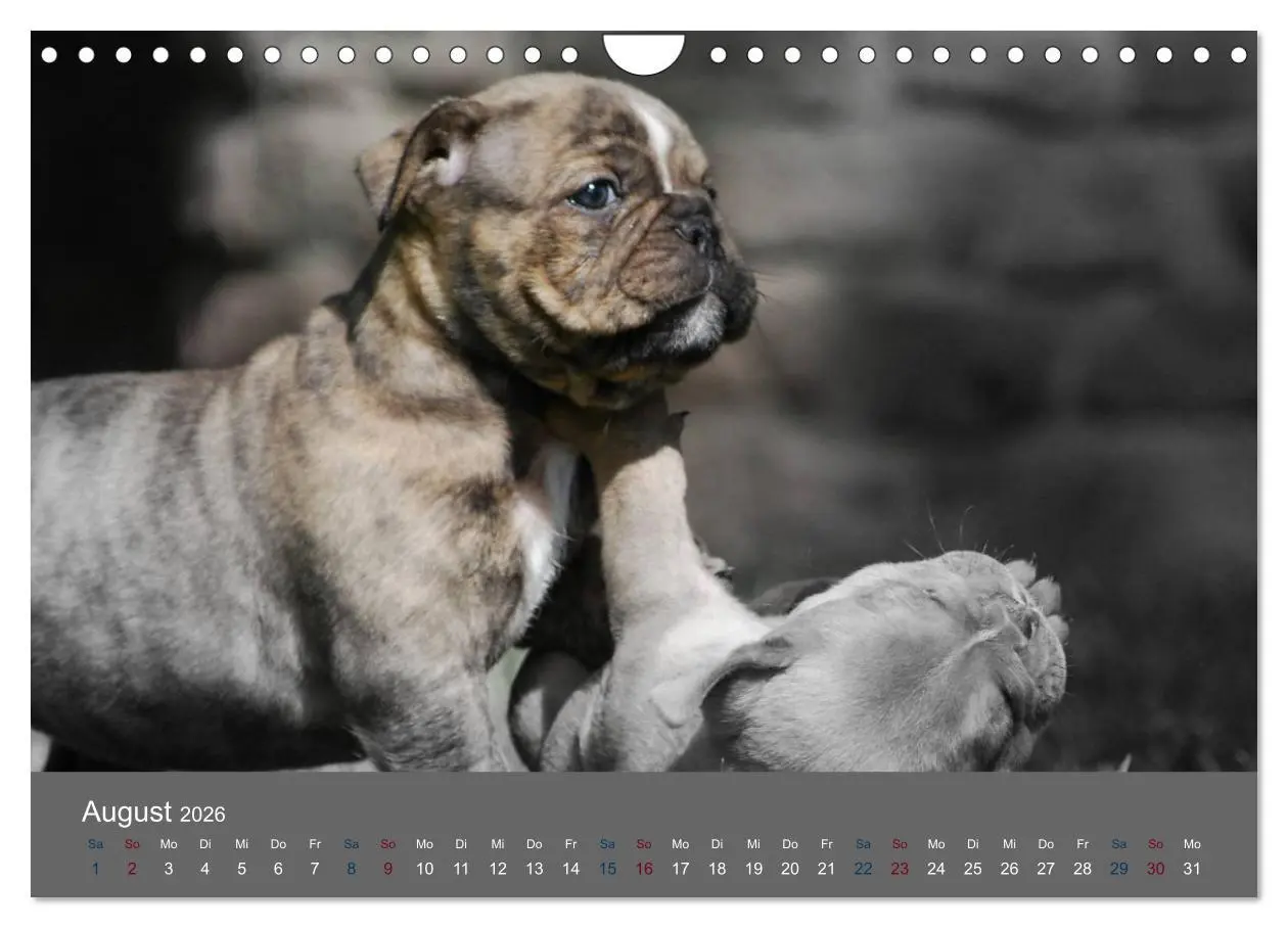 Bild: 9783516162431 | Bulldoggen-Zwerge (Wandkalender 2026 DIN A4 quer), CALVENDO...