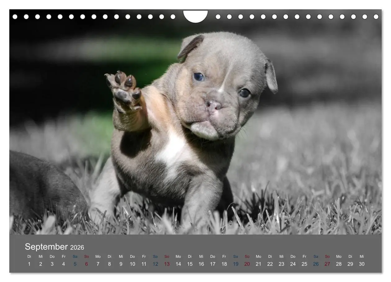 Bild: 9783516162431 | Bulldoggen-Zwerge (Wandkalender 2026 DIN A4 quer), CALVENDO...