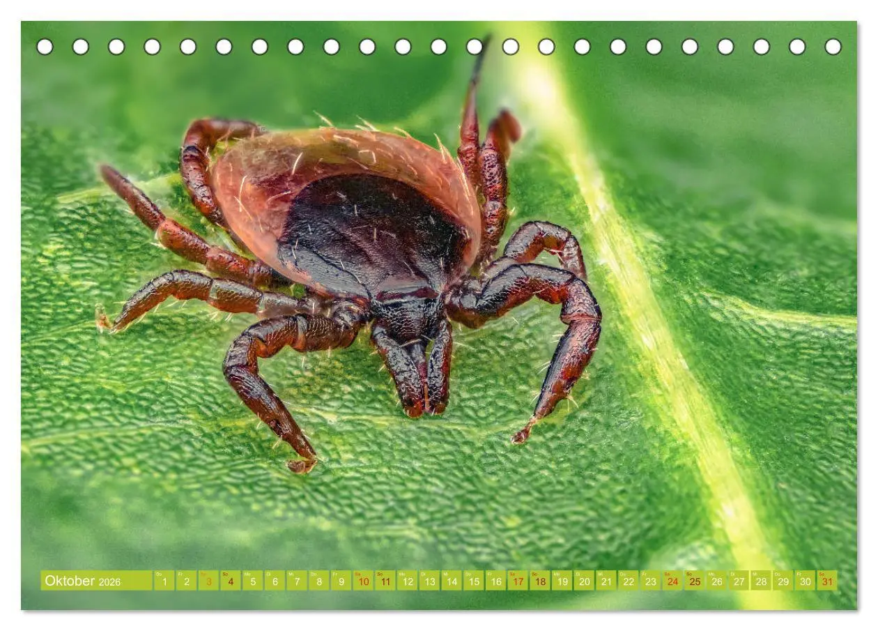 Bild: 9783457752531 | Extreme Makroaufnahmen - Insekten so nah wie nie (Tischkalender...