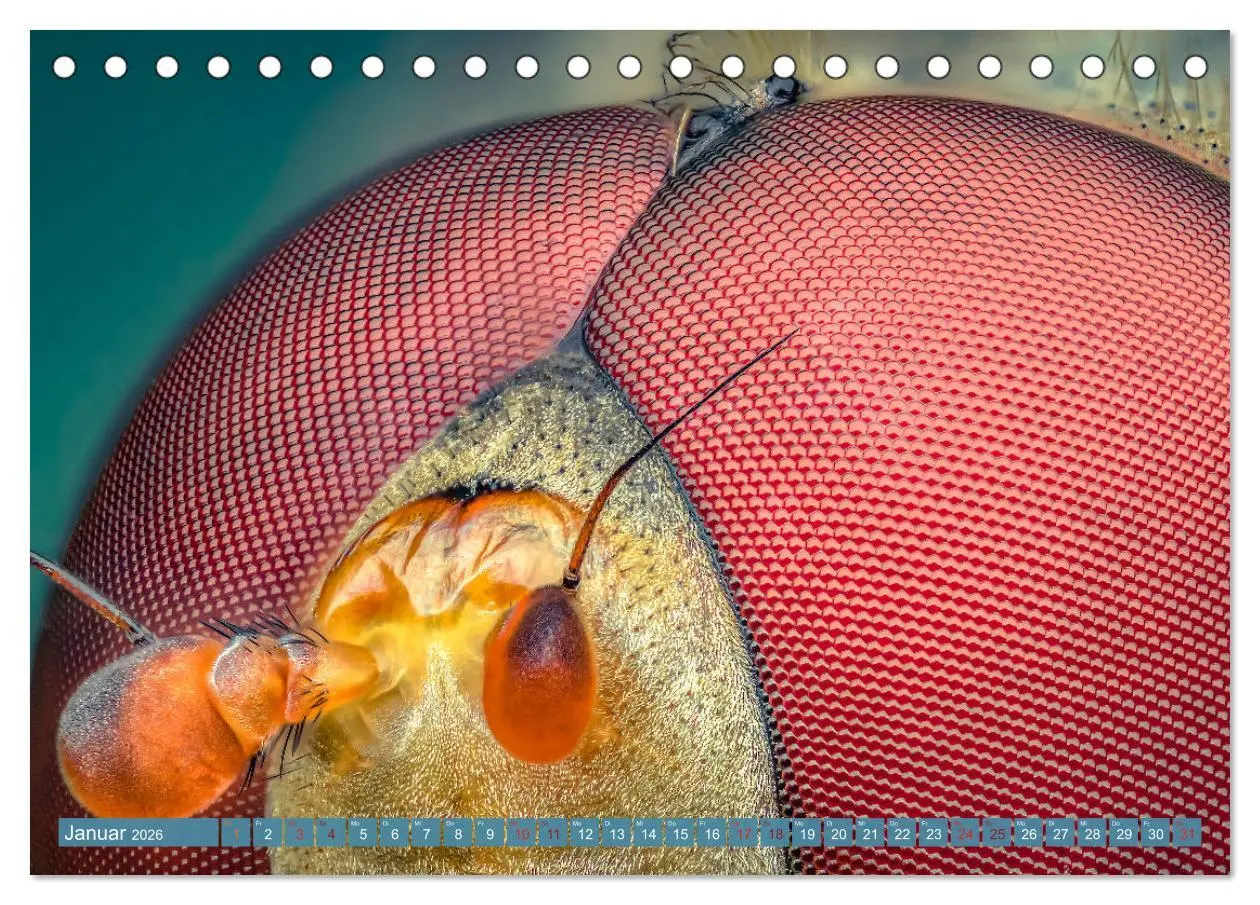 Bild: 9783457752531 | Extreme Makroaufnahmen - Insekten so nah wie nie (Tischkalender...