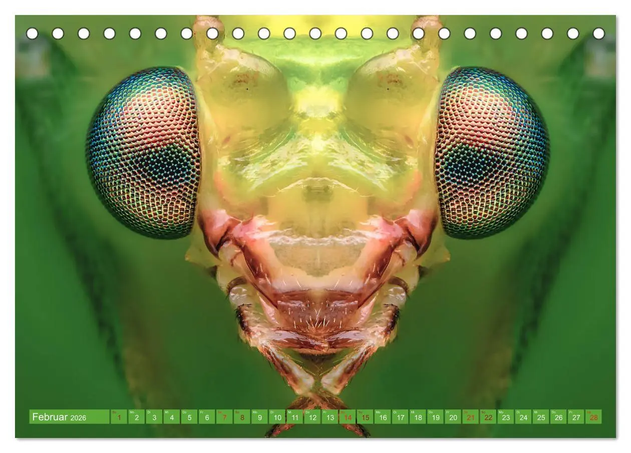 Bild: 9783457752531 | Extreme Makroaufnahmen - Insekten so nah wie nie (Tischkalender...