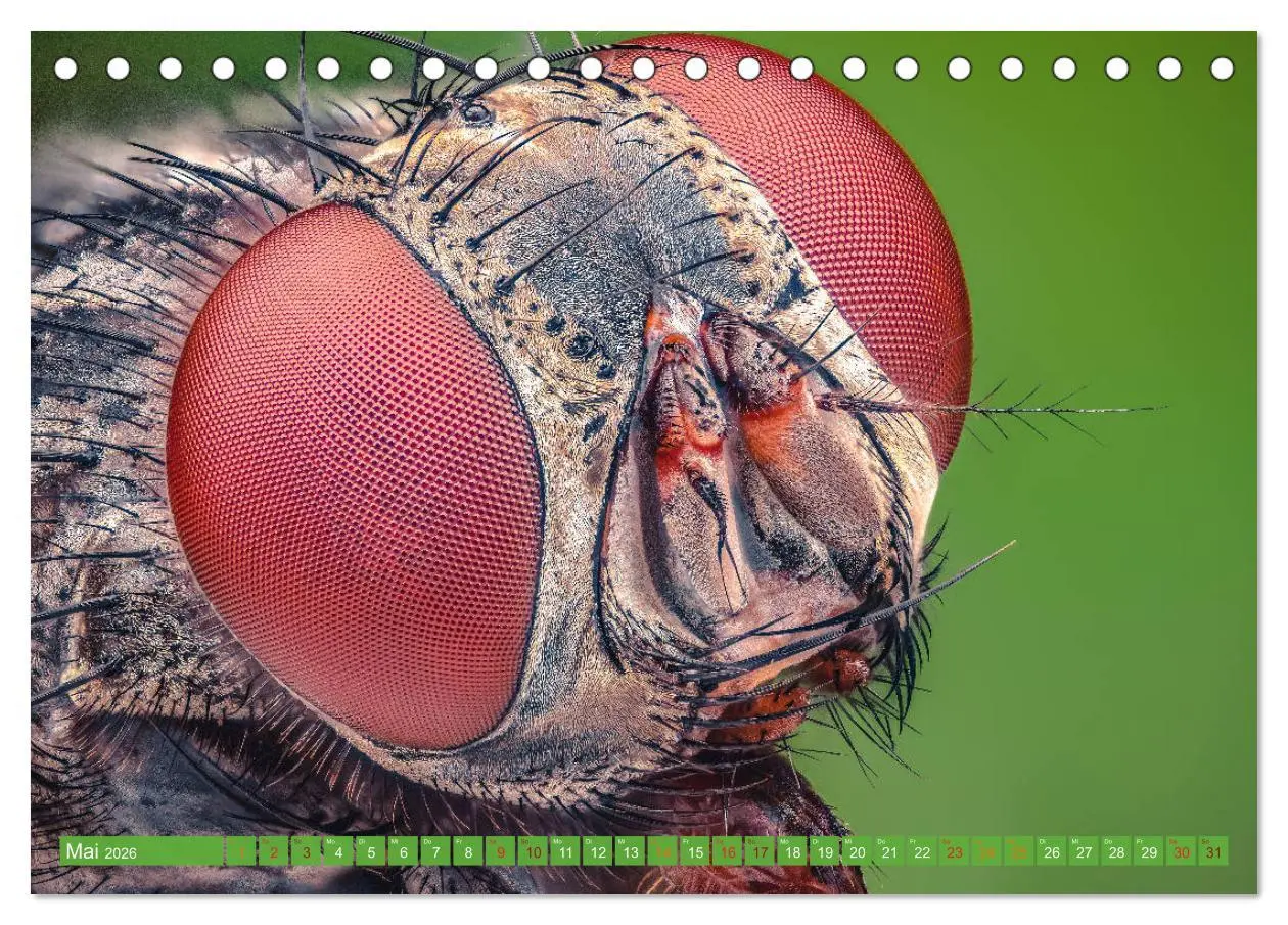 Bild: 9783457752531 | Extreme Makroaufnahmen - Insekten so nah wie nie (Tischkalender...