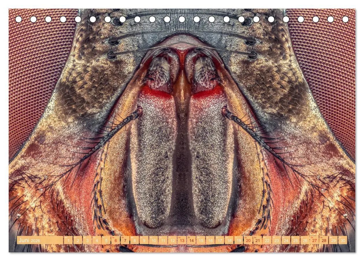 Bild: 9783457752531 | Extreme Makroaufnahmen - Insekten so nah wie nie (Tischkalender...