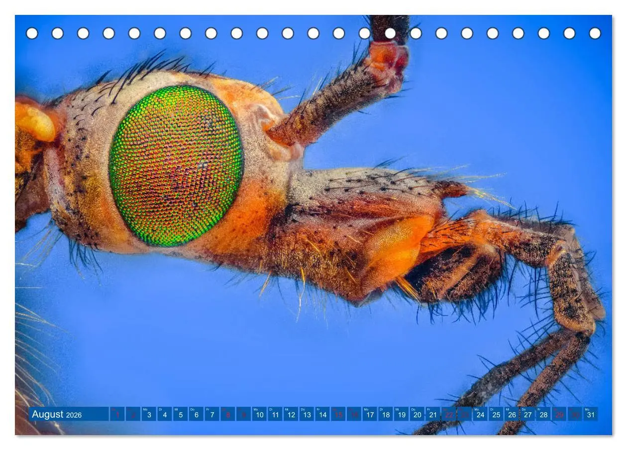 Bild: 9783457752531 | Extreme Makroaufnahmen - Insekten so nah wie nie (Tischkalender...