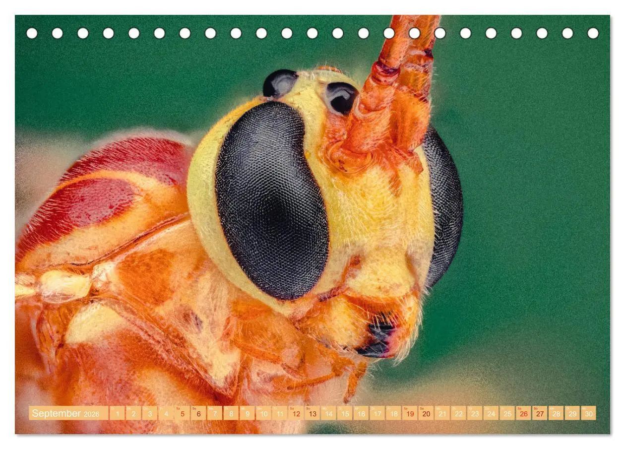 Bild: 9783457752531 | Extreme Makroaufnahmen - Insekten so nah wie nie (Tischkalender...