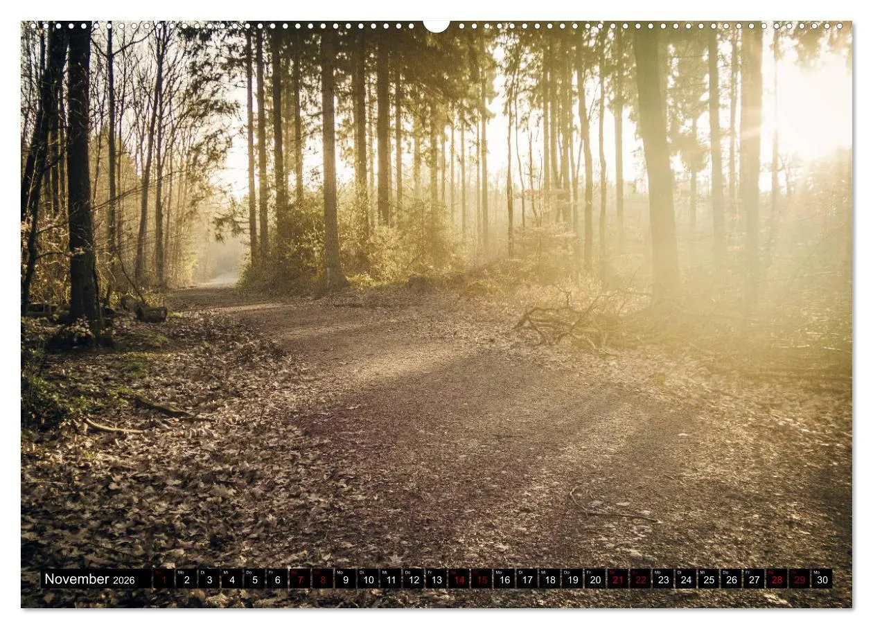 Bild: 9783457822531 | Wege des einfachen Glücks - Spaziergänge im Wald (Wandkalender 2026...