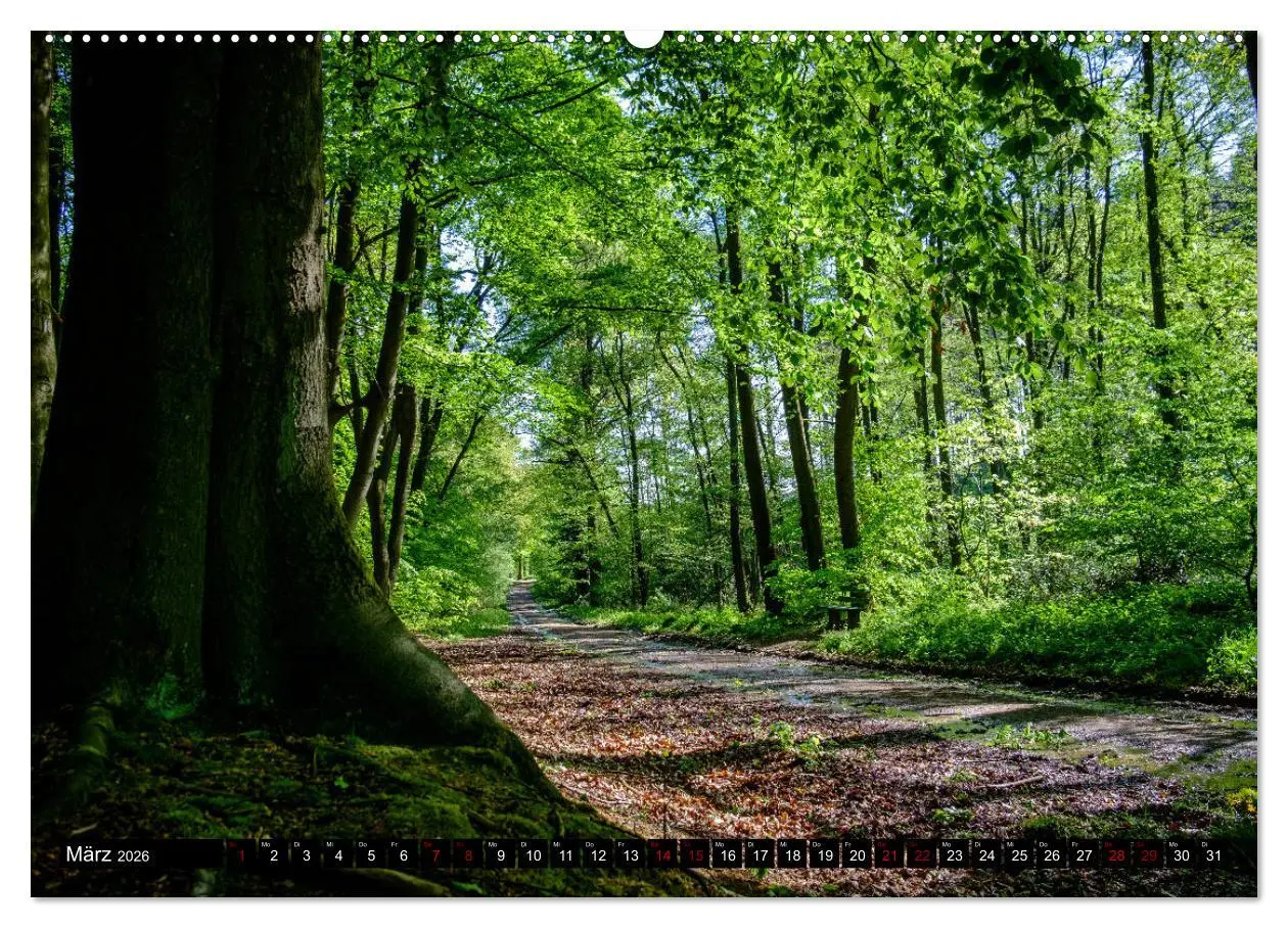 Bild: 9783457822531 | Wege des einfachen Glücks - Spaziergänge im Wald (Wandkalender 2026...