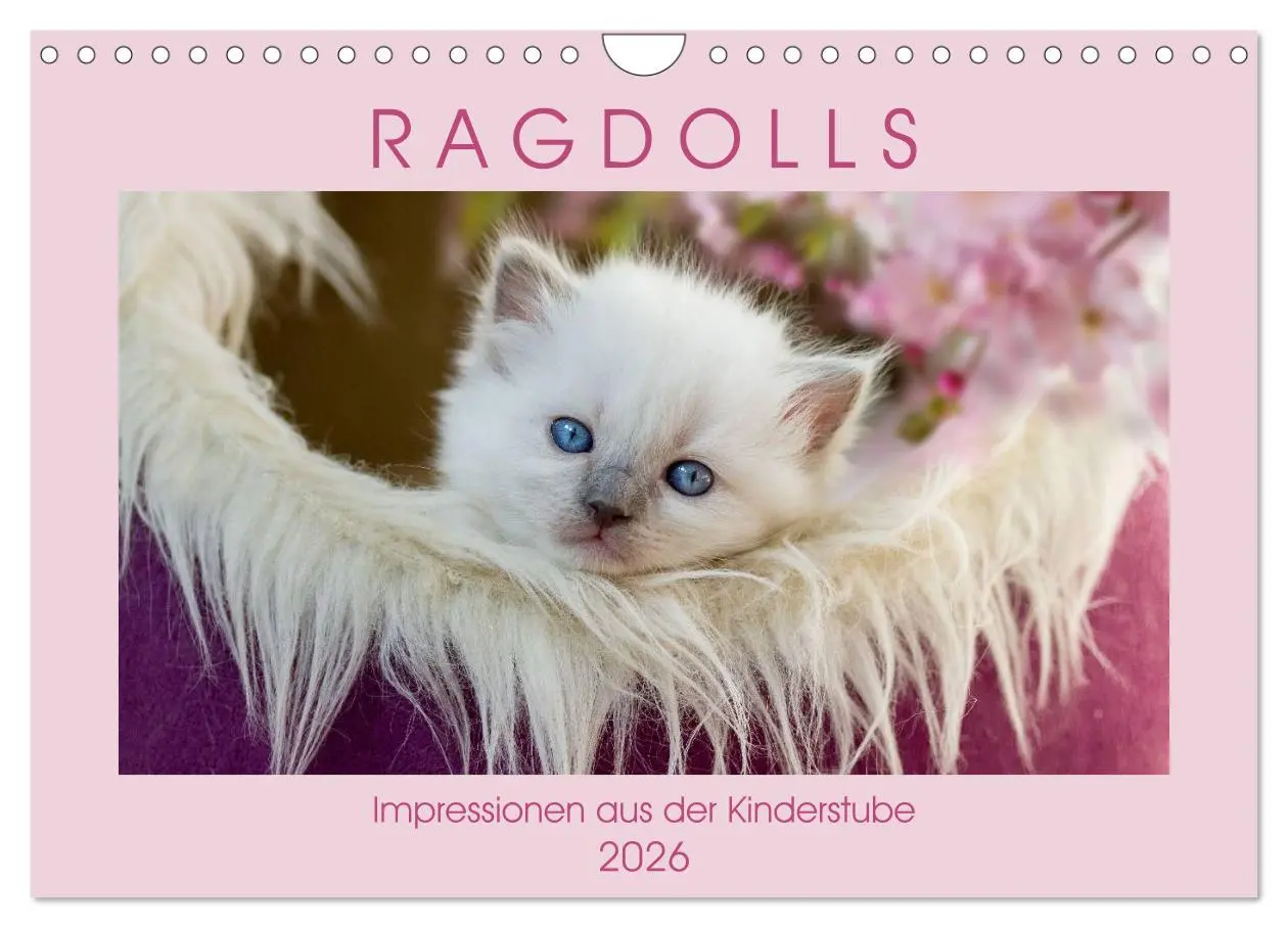 Cover: 9783457812631 | RAGDOLLS Impressionen aus der Kinderstube (Wandkalender 2026 DIN A4...