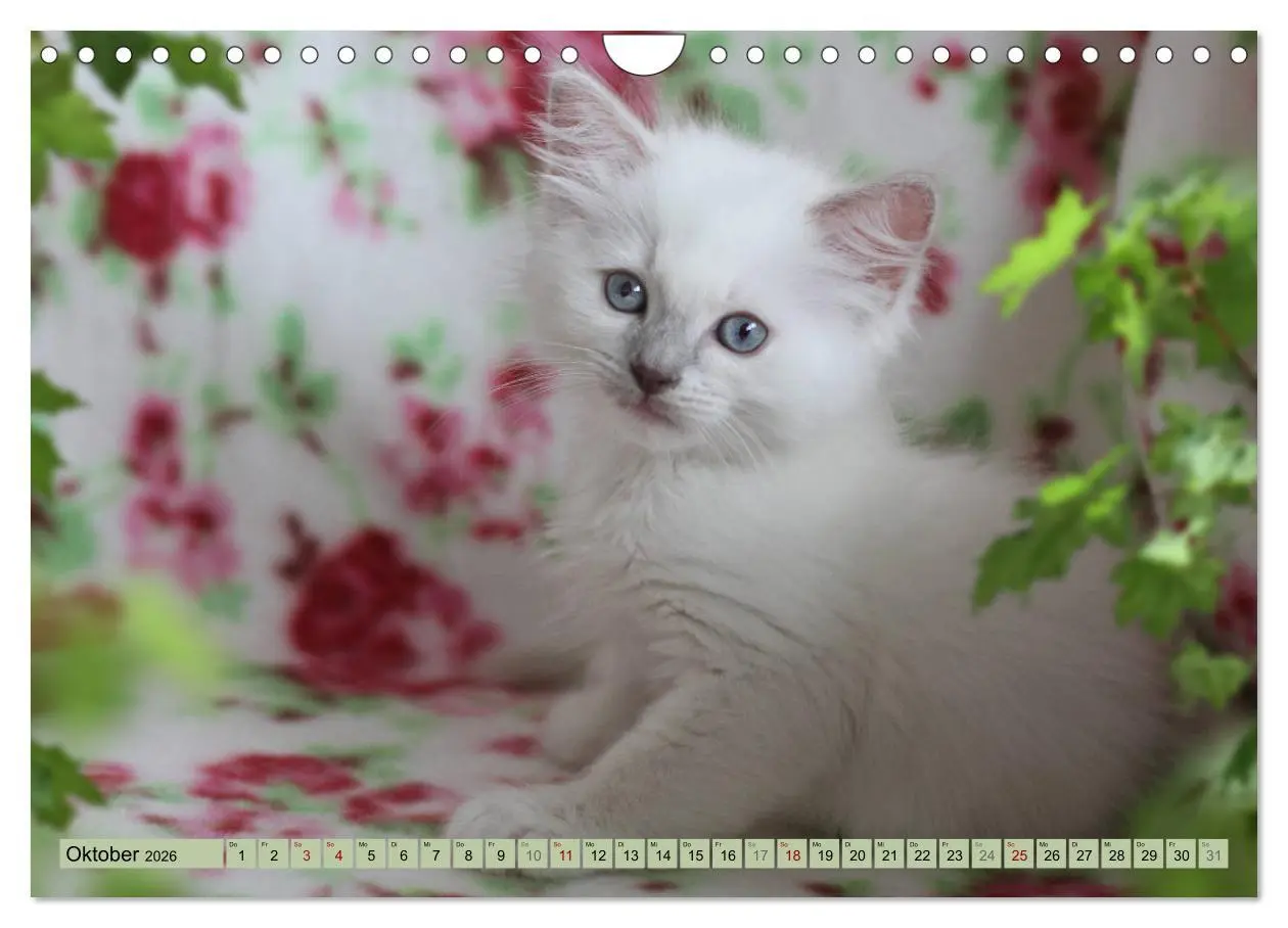 Bild: 9783457812631 | RAGDOLLS Impressionen aus der Kinderstube (Wandkalender 2026 DIN A4...