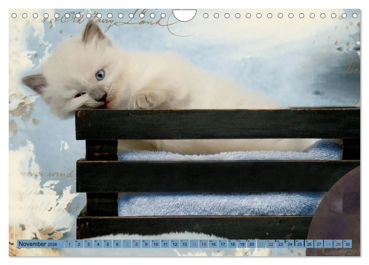 Bild: 9783457812631 | RAGDOLLS Impressionen aus der Kinderstube (Wandkalender 2026 DIN A4...