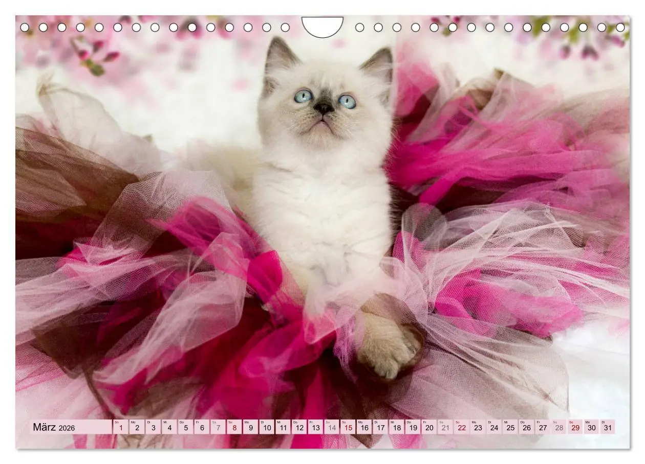 Bild: 9783457812631 | RAGDOLLS Impressionen aus der Kinderstube (Wandkalender 2026 DIN A4...