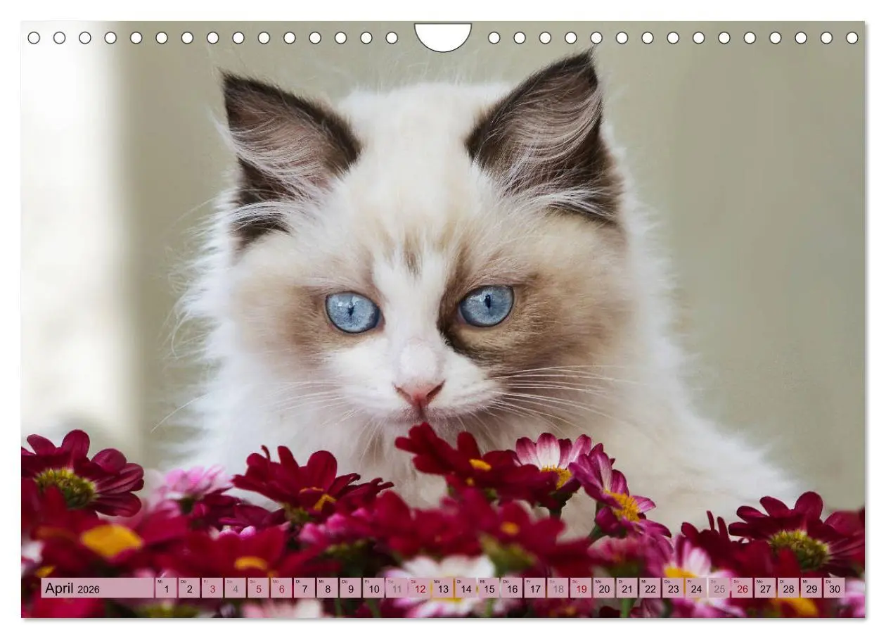 Bild: 9783457812631 | RAGDOLLS Impressionen aus der Kinderstube (Wandkalender 2026 DIN A4...