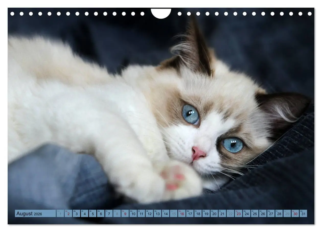Bild: 9783457812631 | RAGDOLLS Impressionen aus der Kinderstube (Wandkalender 2026 DIN A4...