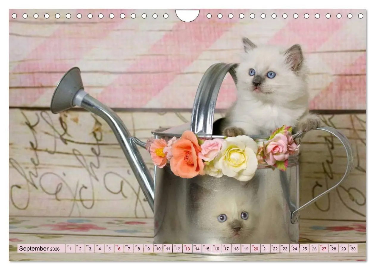 Bild: 9783457812631 | RAGDOLLS Impressionen aus der Kinderstube (Wandkalender 2026 DIN A4...
