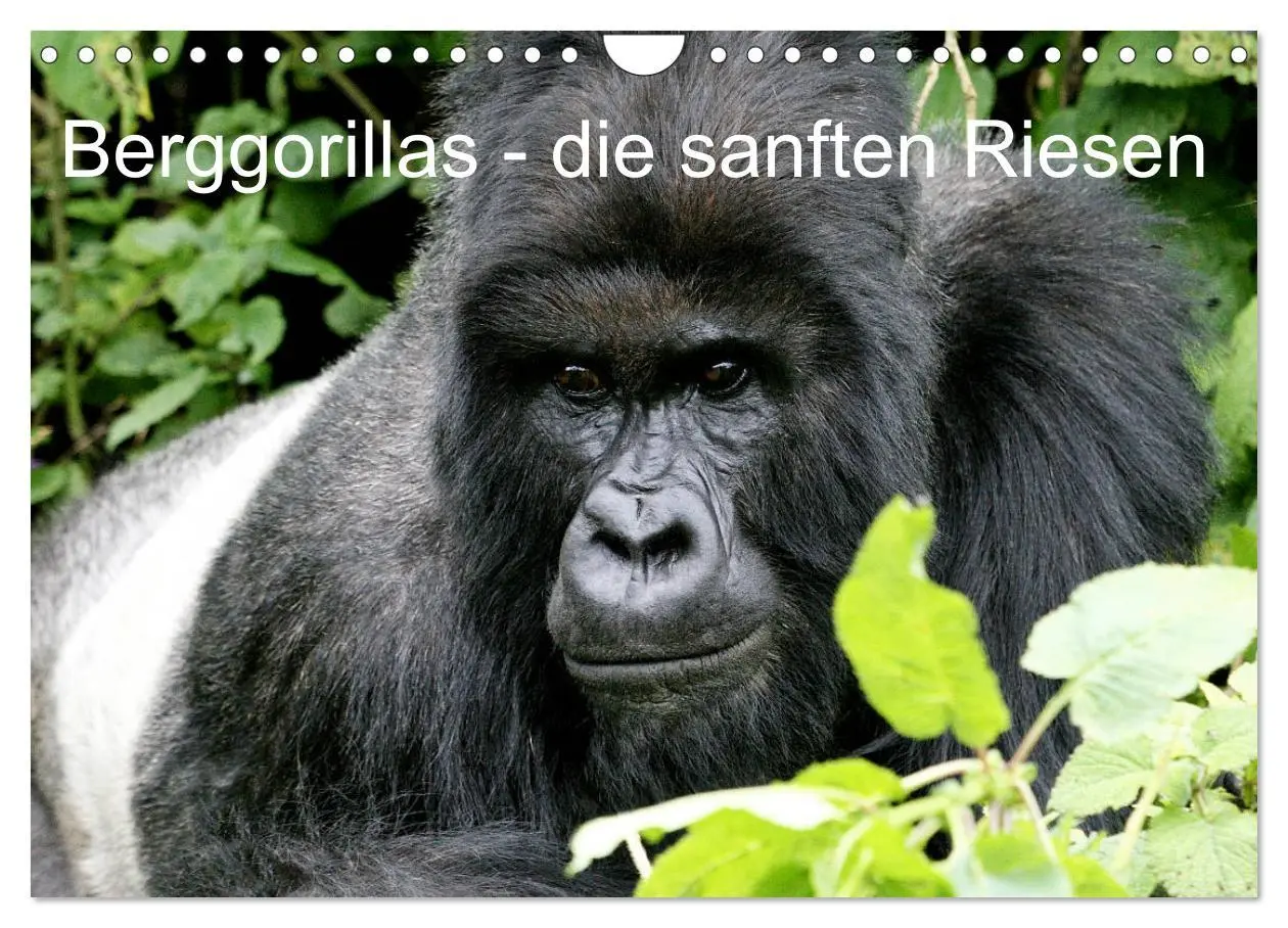 Cover: 9783516142631 | Berggorillas - die sanften Riesen (Wandkalender 2026 DIN A4 quer),...