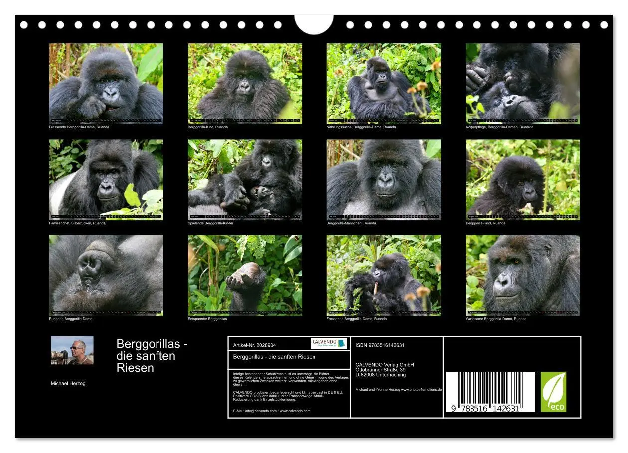 Bild: 9783516142631 | Berggorillas - die sanften Riesen (Wandkalender 2026 DIN A4 quer),...