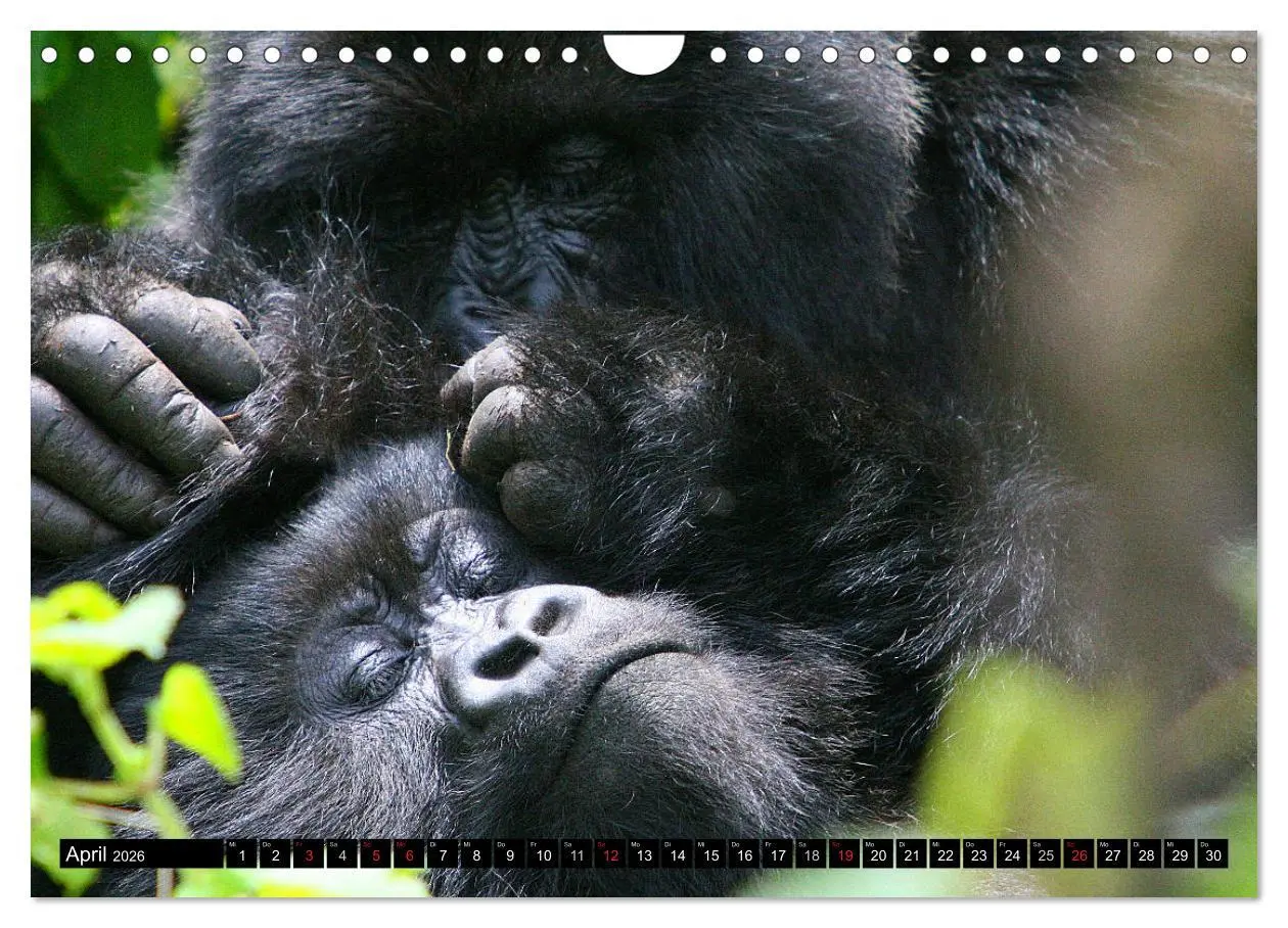 Bild: 9783516142631 | Berggorillas - die sanften Riesen (Wandkalender 2026 DIN A4 quer),...