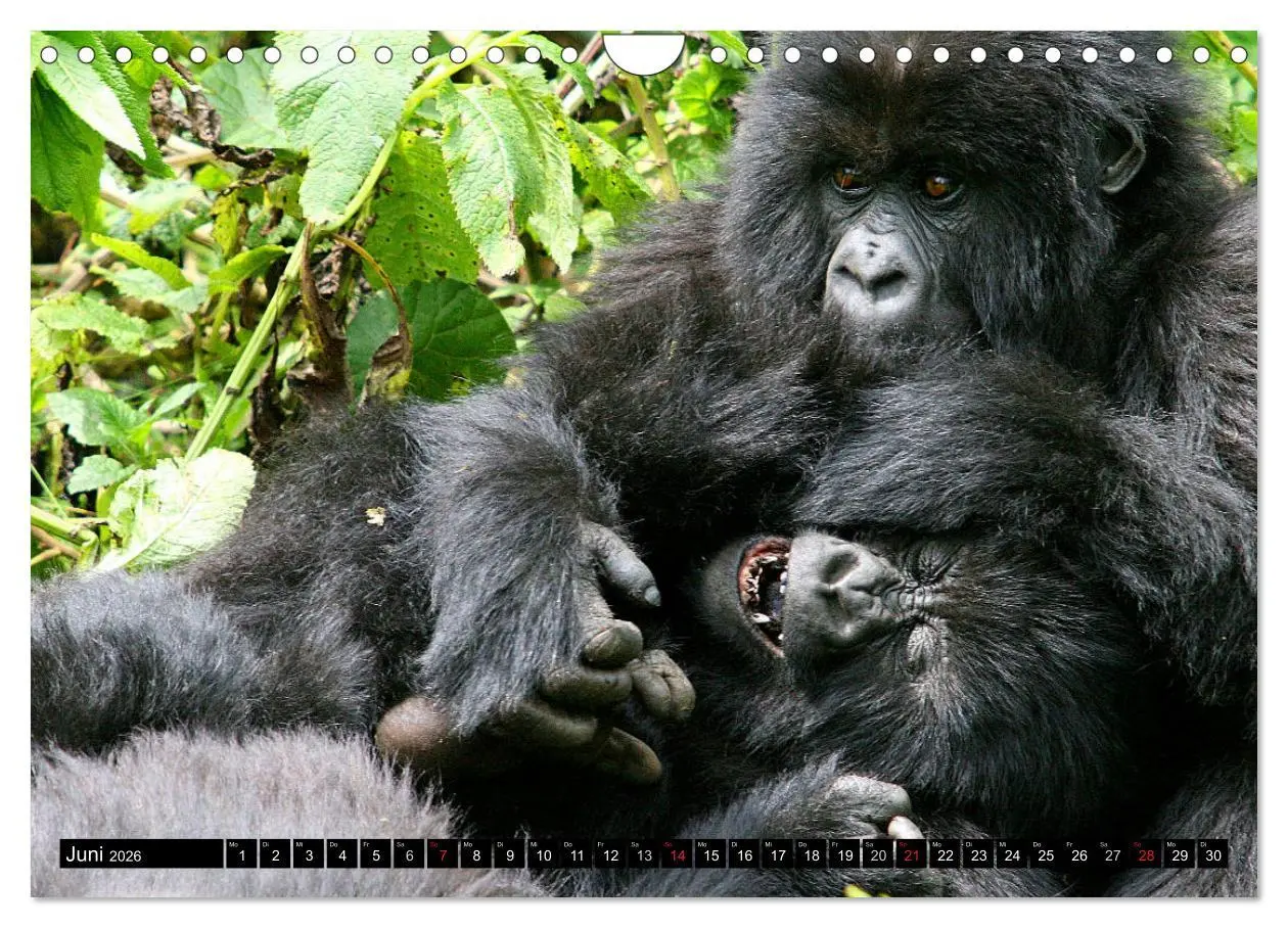 Bild: 9783516142631 | Berggorillas - die sanften Riesen (Wandkalender 2026 DIN A4 quer),...