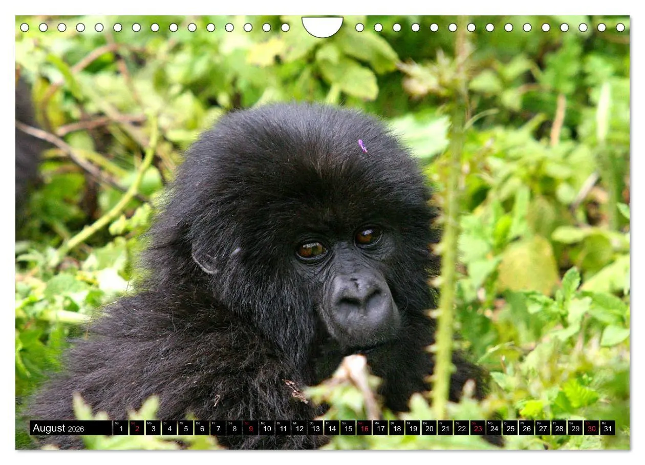 Bild: 9783516142631 | Berggorillas - die sanften Riesen (Wandkalender 2026 DIN A4 quer),...