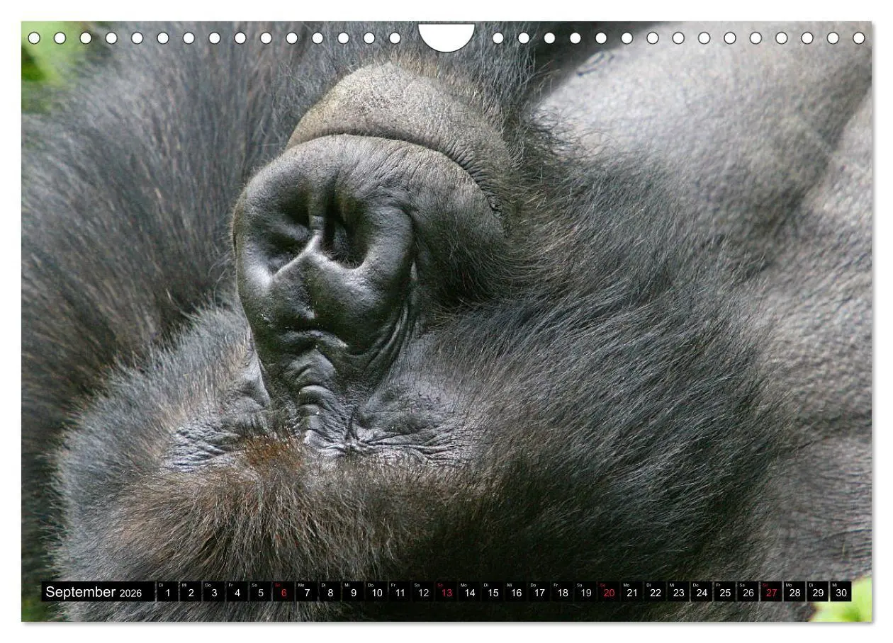 Bild: 9783516142631 | Berggorillas - die sanften Riesen (Wandkalender 2026 DIN A4 quer),...