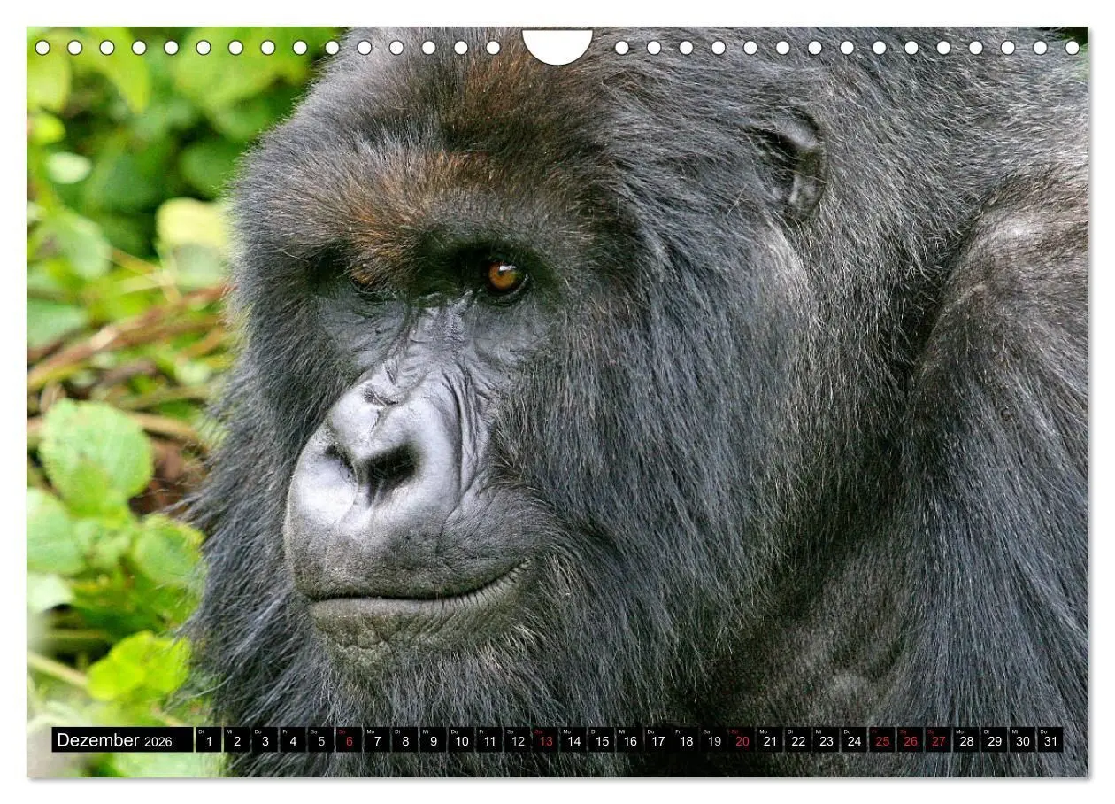 Bild: 9783516142631 | Berggorillas - die sanften Riesen (Wandkalender 2026 DIN A4 quer),...