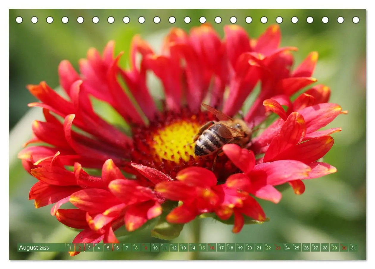 Bild: 9783457282731 | Im Reich der Blüten (Tischkalender 2026 DIN A5 quer), CALVENDO...