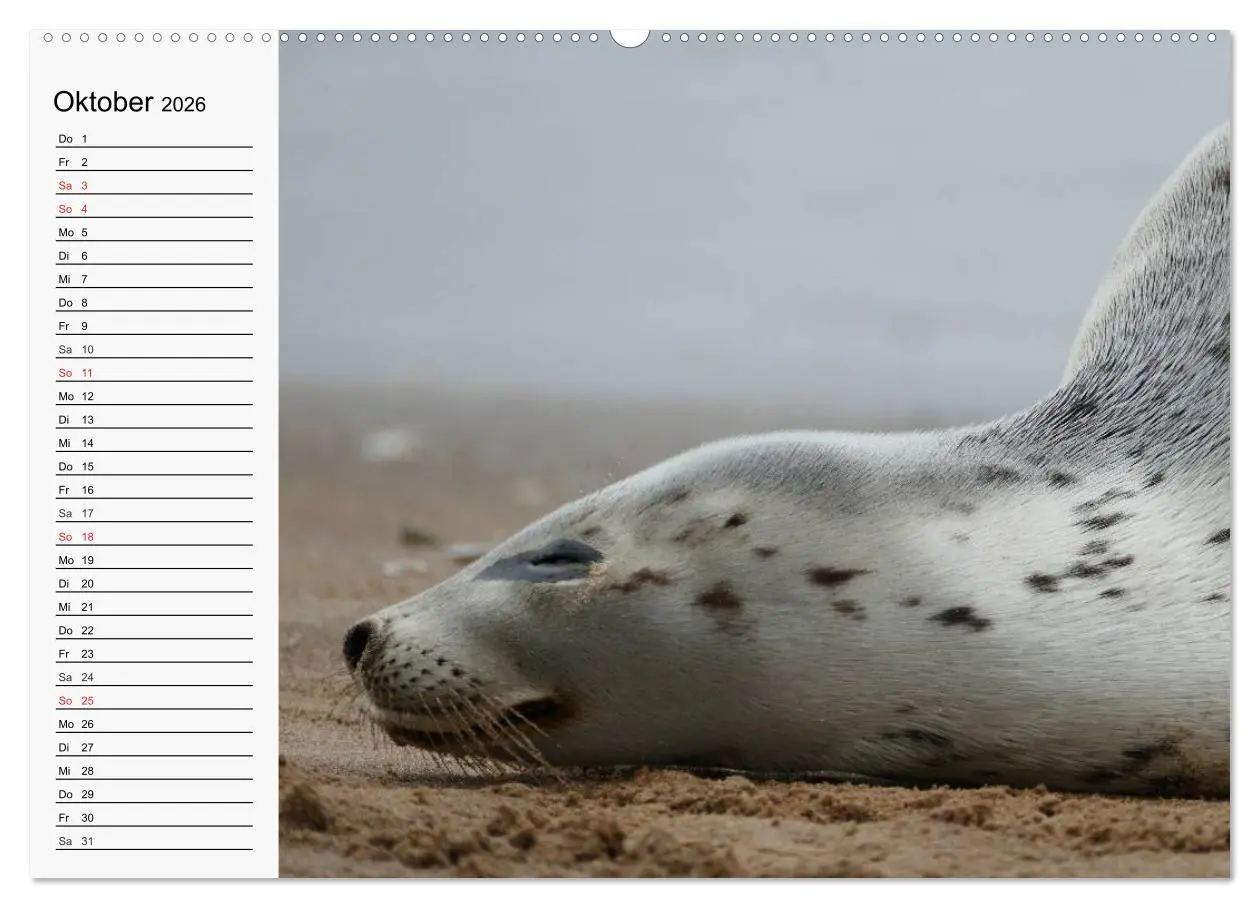 Bild: 9783457972731 | Seehunde und Otter. Putzige Gesellen, perfekte Schwimmer...