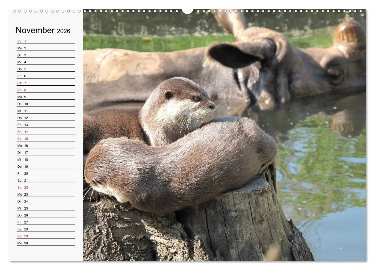 Bild: 9783457972731 | Seehunde und Otter. Putzige Gesellen, perfekte Schwimmer...